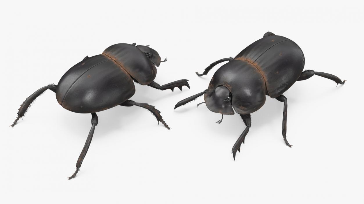 3D Soil Beetle Dirty Rigged Fur model