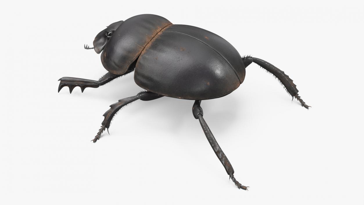 3D Soil Beetle Dirty Rigged Fur model