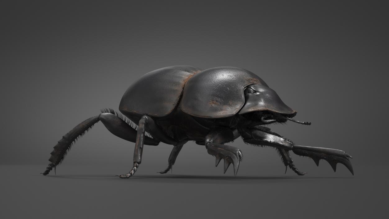 3D Soil Beetle Dirty Rigged Fur model