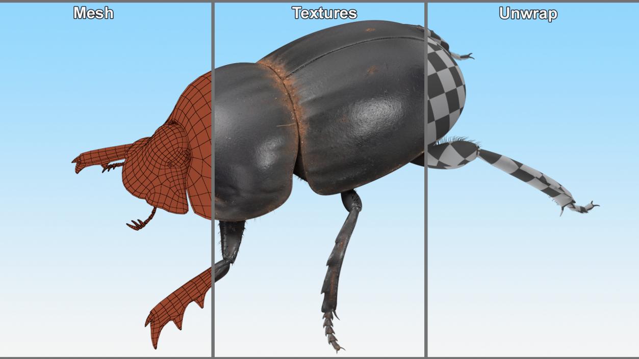 3D Soil Beetle Dirty Rigged Fur model