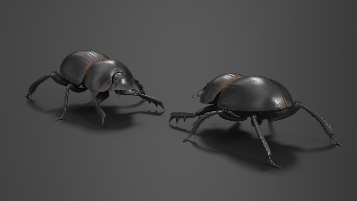 3D Soil Beetle Dirty Rigged Fur model