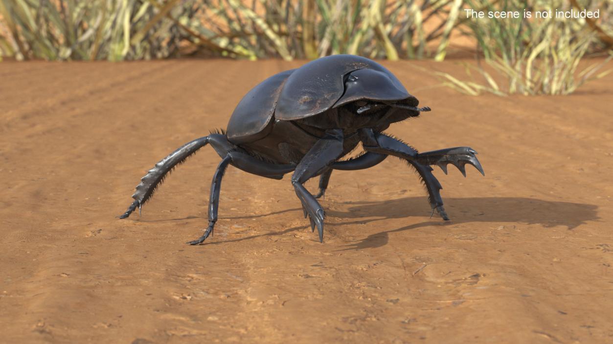 3D Soil Beetle Dirty Rigged Fur model