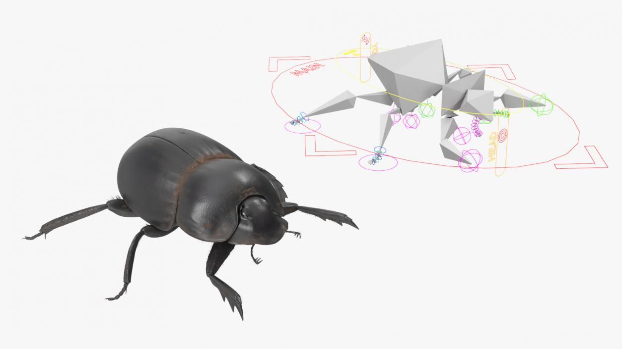 3D Soil Beetle Dirty Rigged Fur model