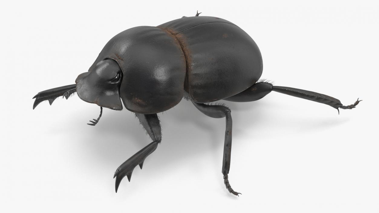 3D Soil Beetle Dirty Rigged Fur model