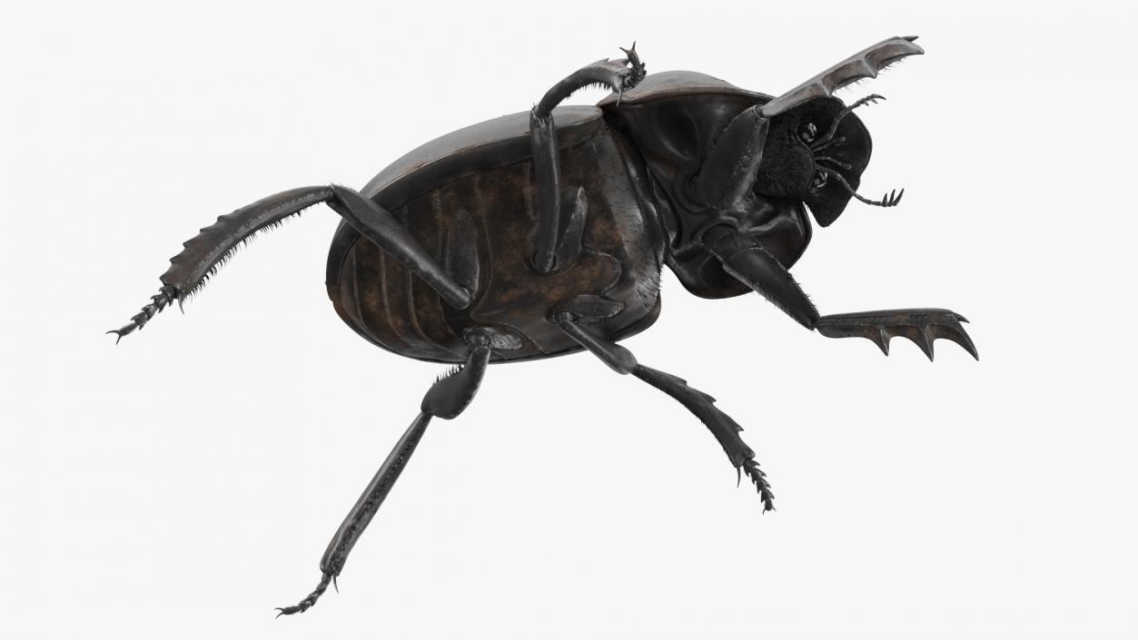 3D Soil Beetle Dirty Rigged Fur model