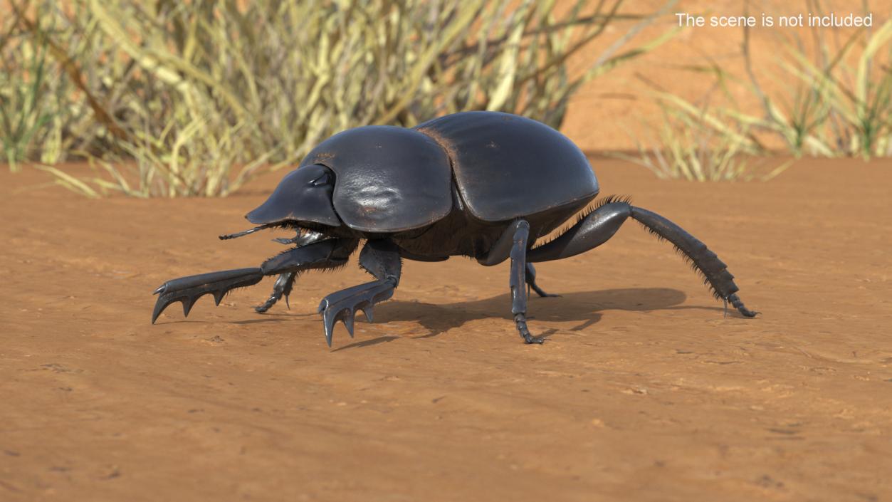 3D Soil Beetle Dirty Rigged Fur model