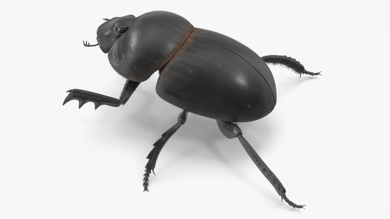 3D Soil Beetle Dirty Rigged Fur model