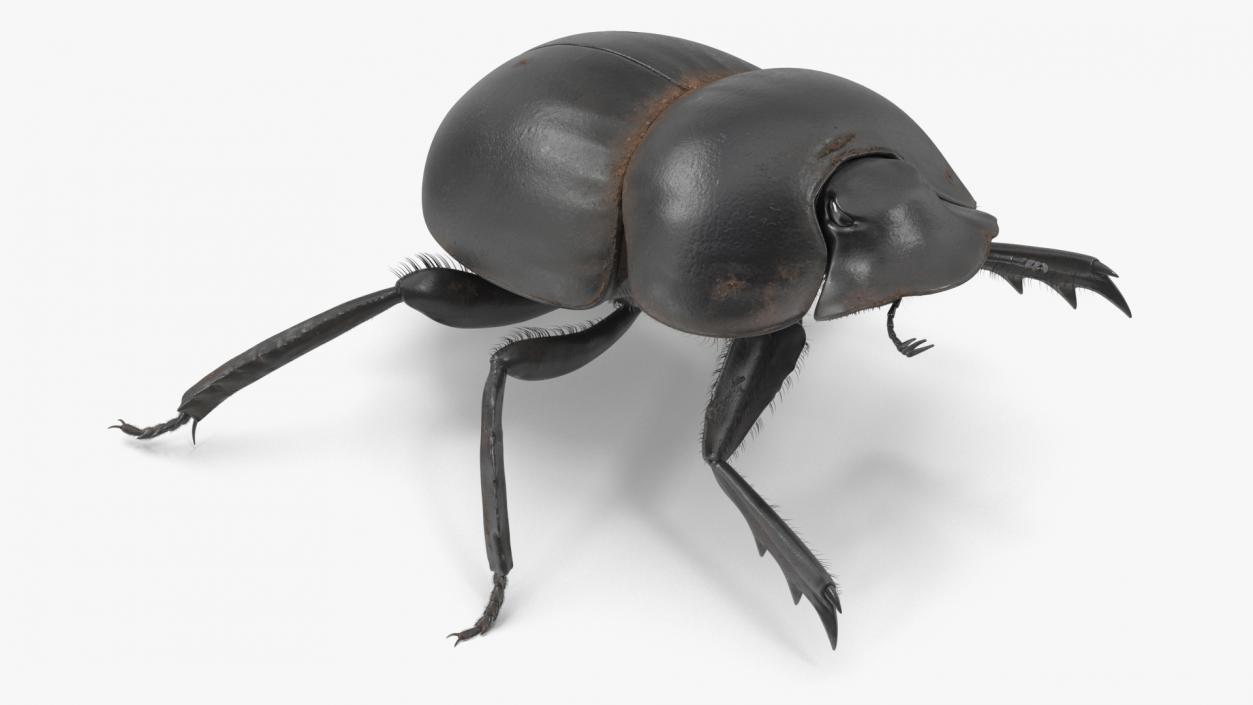 3D Soil Beetle Dirty Rigged Fur model