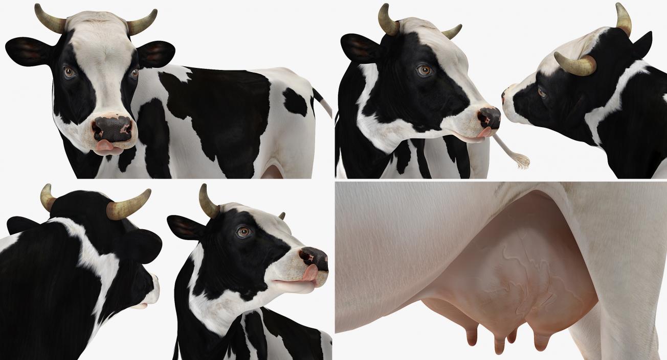 Holstein Cow 3D