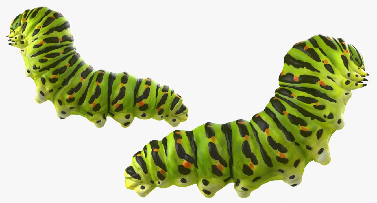 3D Papilio Machaon Caterpillar reeps model