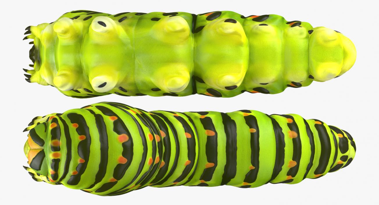 3D Papilio Machaon Caterpillar reeps model