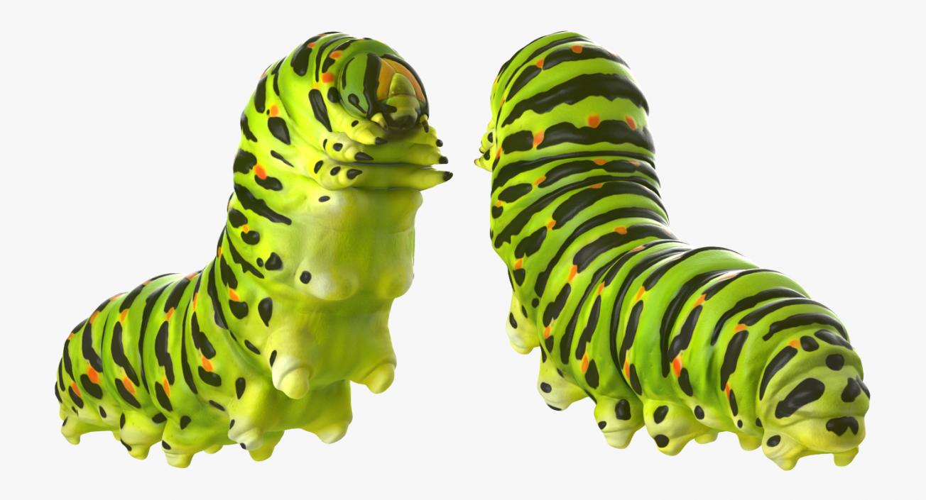 3D Papilio Machaon Caterpillar reeps model