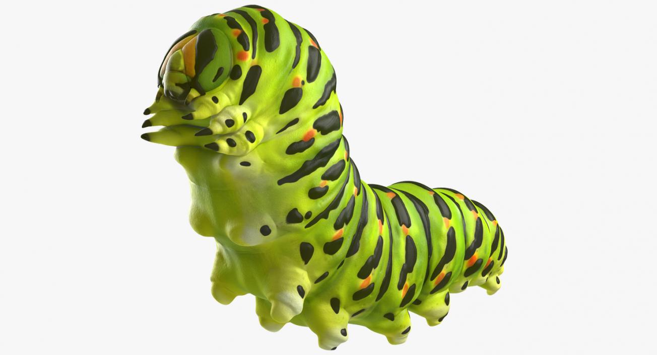 3D Papilio Machaon Caterpillar reeps model