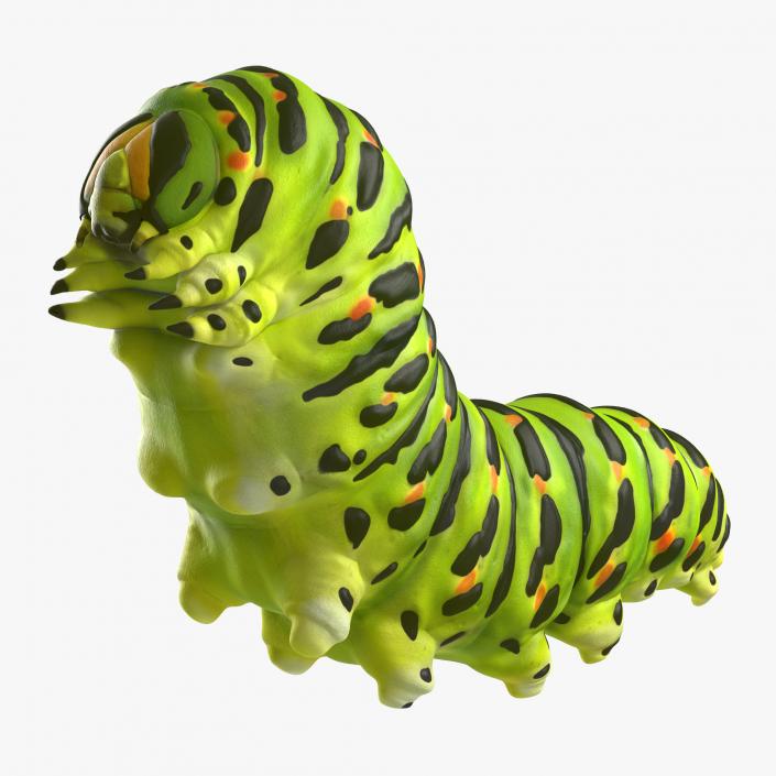 3D Papilio Machaon Caterpillar reeps model