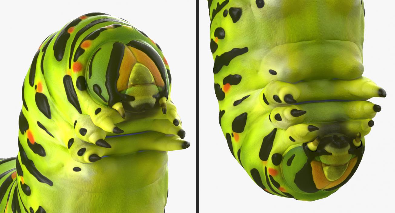 3D Papilio Machaon Caterpillar reeps model