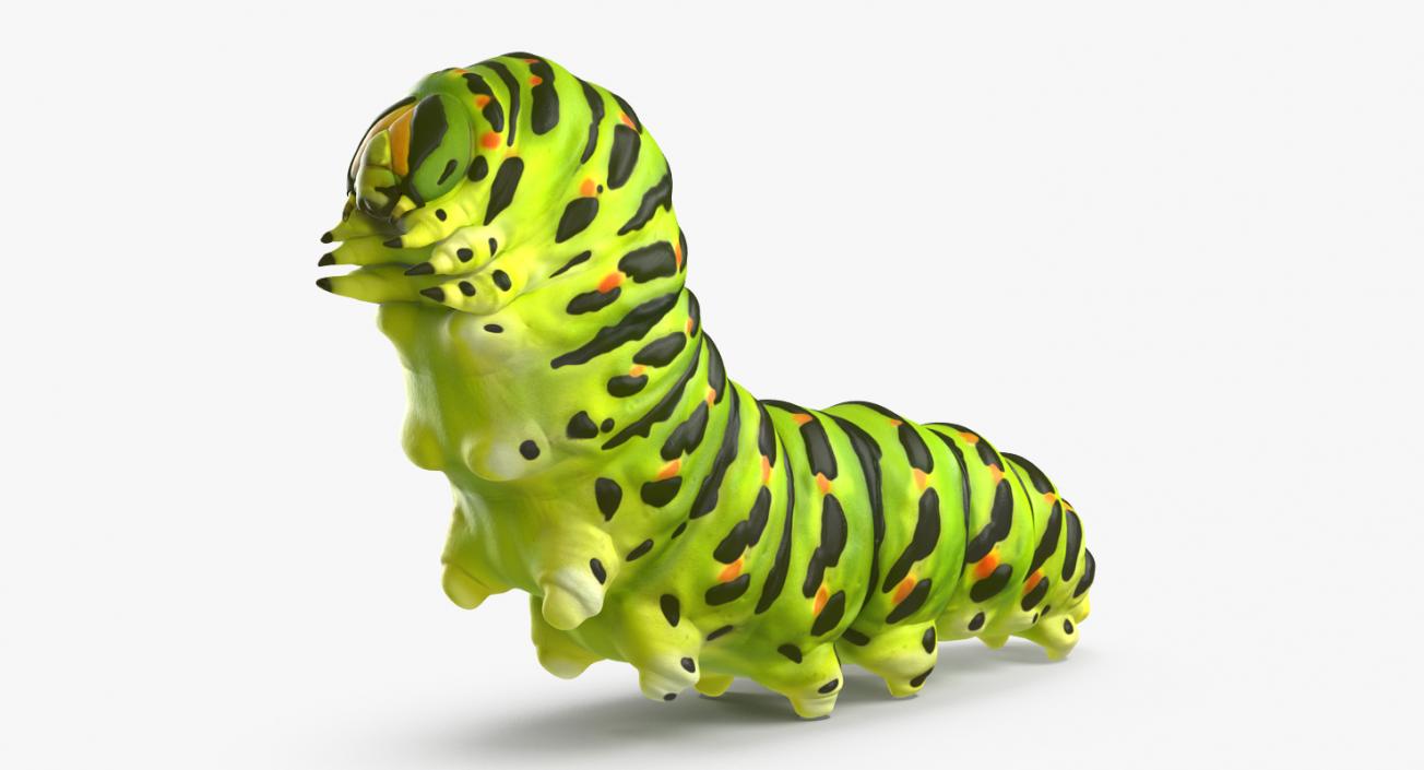 3D Papilio Machaon Caterpillar reeps model