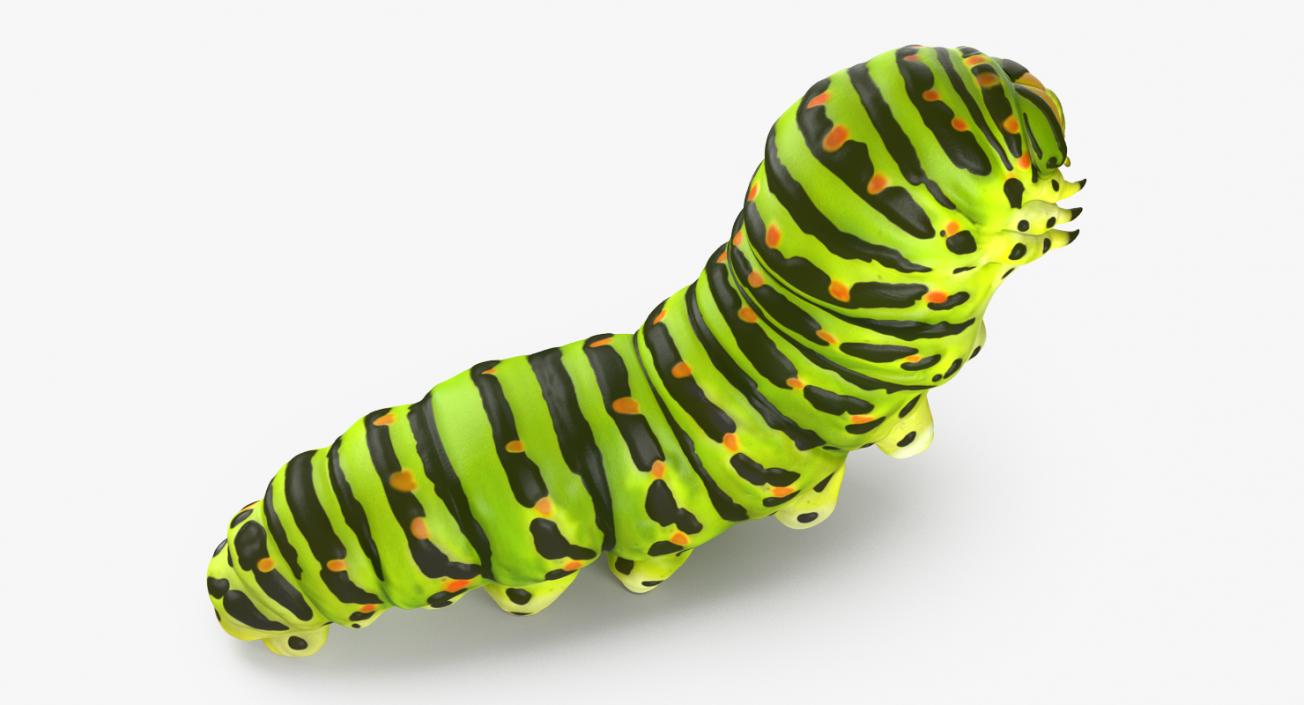 3D Papilio Machaon Caterpillar reeps model