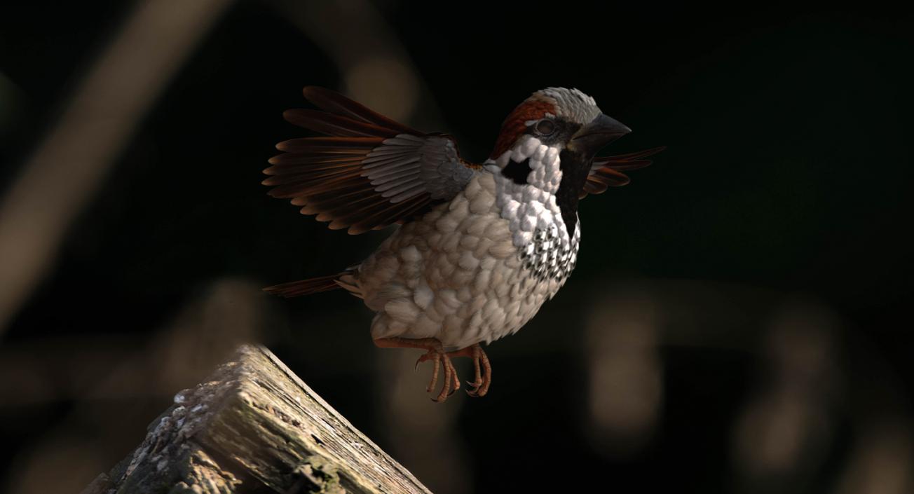 3D model House Sparrow Flying Pose