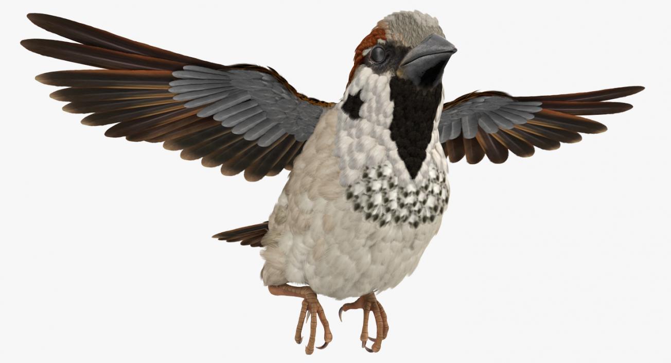 3D model House Sparrow Flying Pose