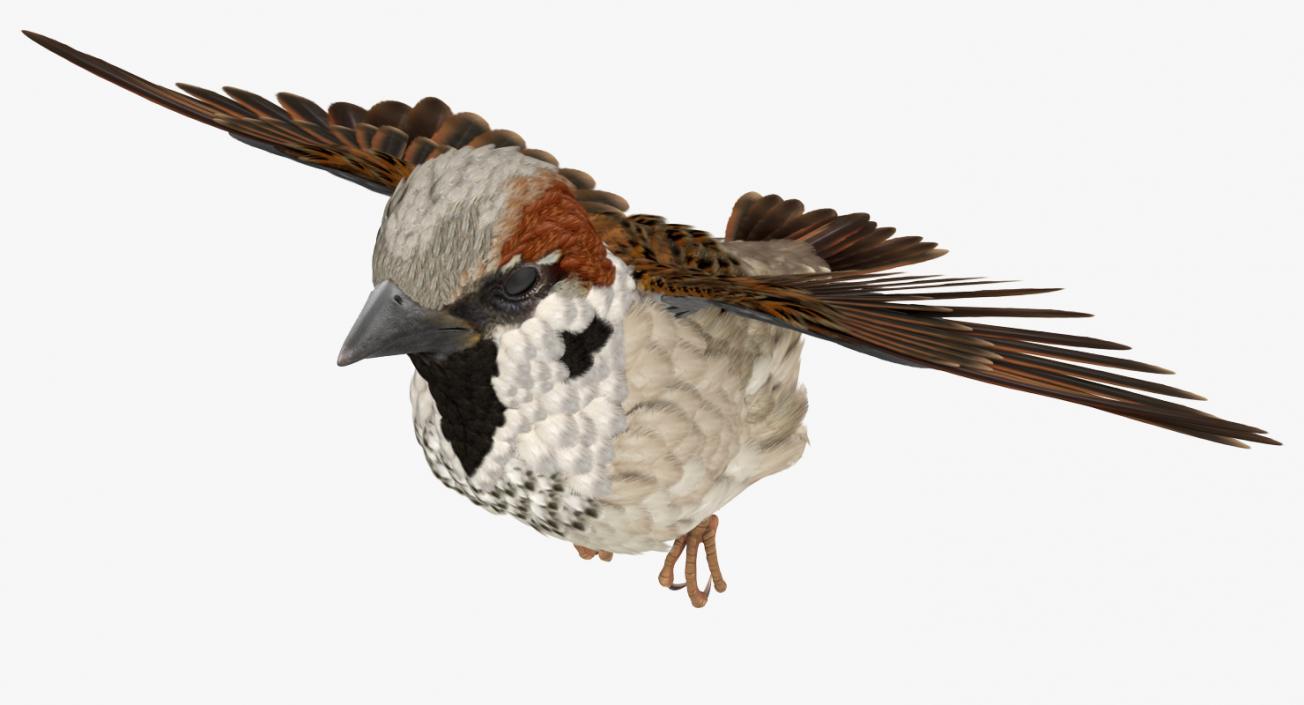 3D model House Sparrow Flying Pose