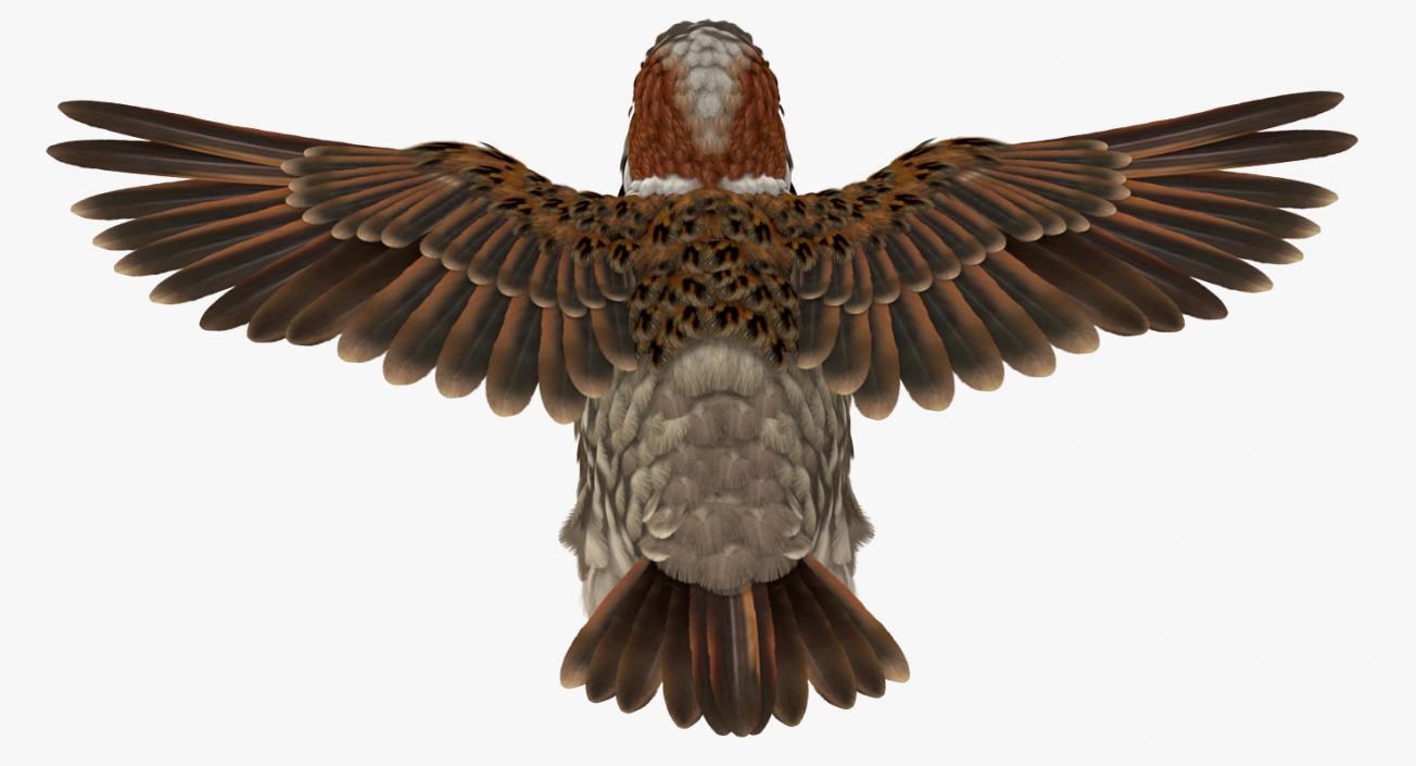 3D model House Sparrow Flying Pose