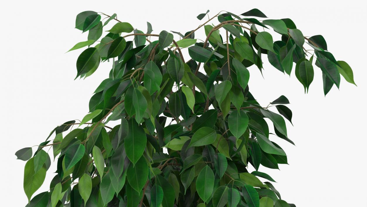 Ficus Benjamina Weeping Fig in Pot 3D model