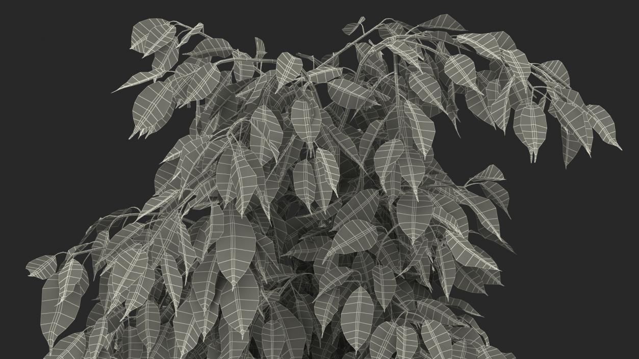 Ficus Benjamina Weeping Fig in Pot 3D model