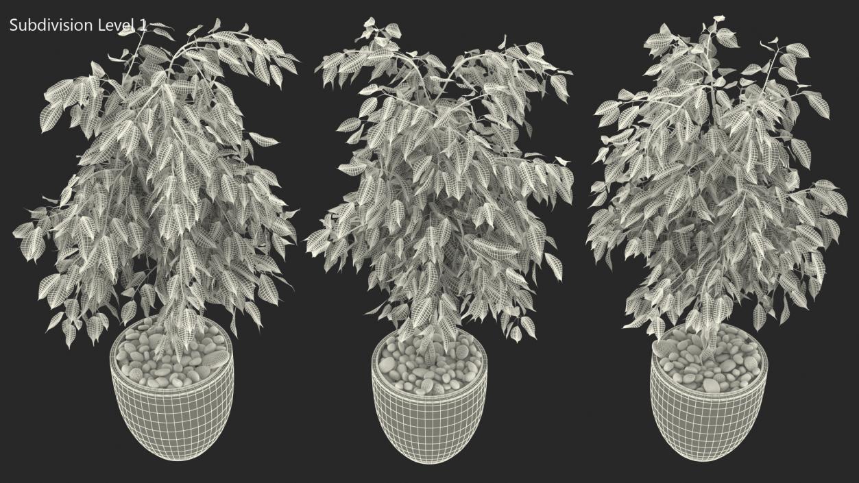 Ficus Benjamina Weeping Fig in Pot 3D model