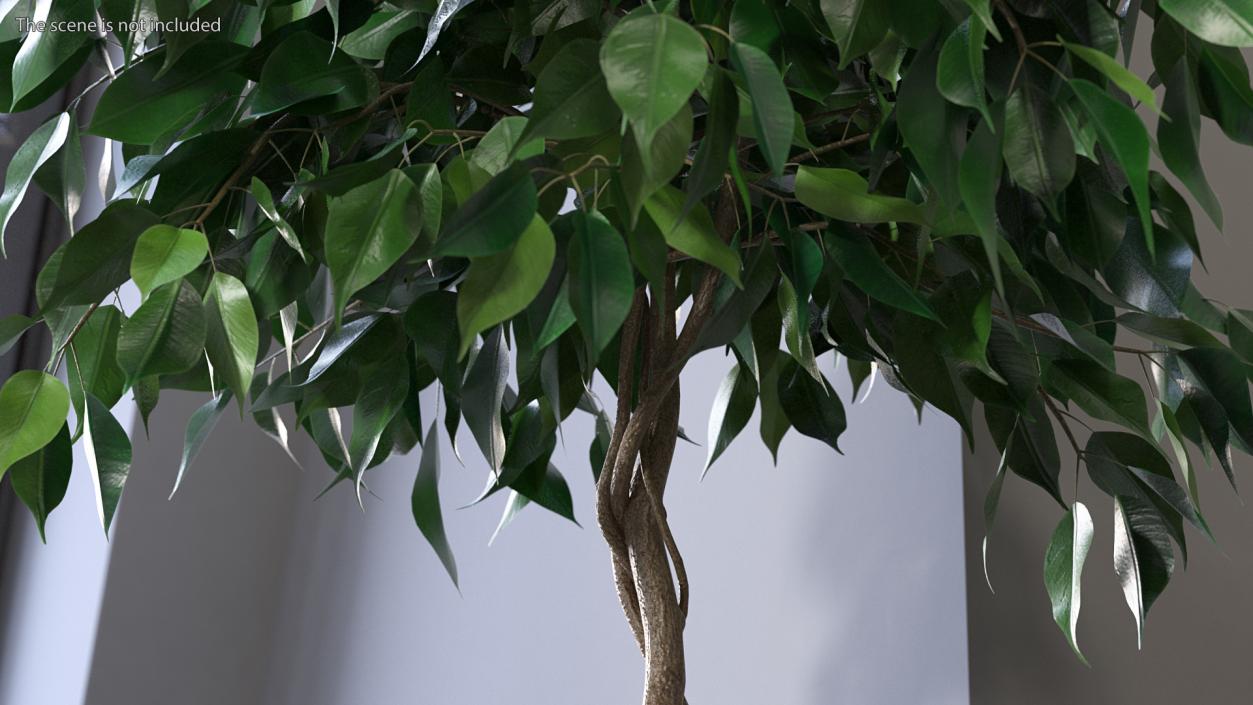 Ficus Benjamina Weeping Fig in Pot 3D model