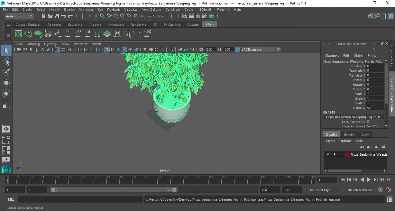 Ficus Benjamina Weeping Fig in Pot 3D model