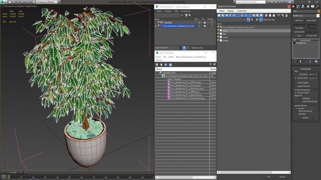 Ficus Benjamina Weeping Fig in Pot 3D model