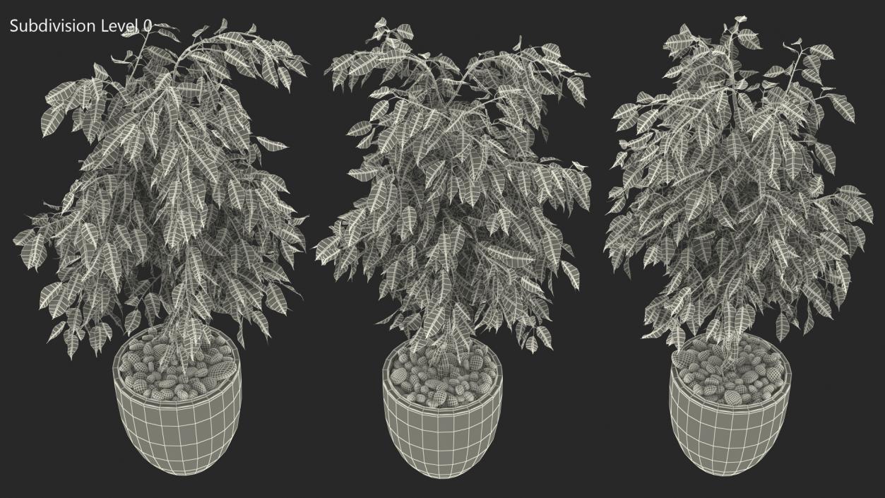 Ficus Benjamina Weeping Fig in Pot 3D model