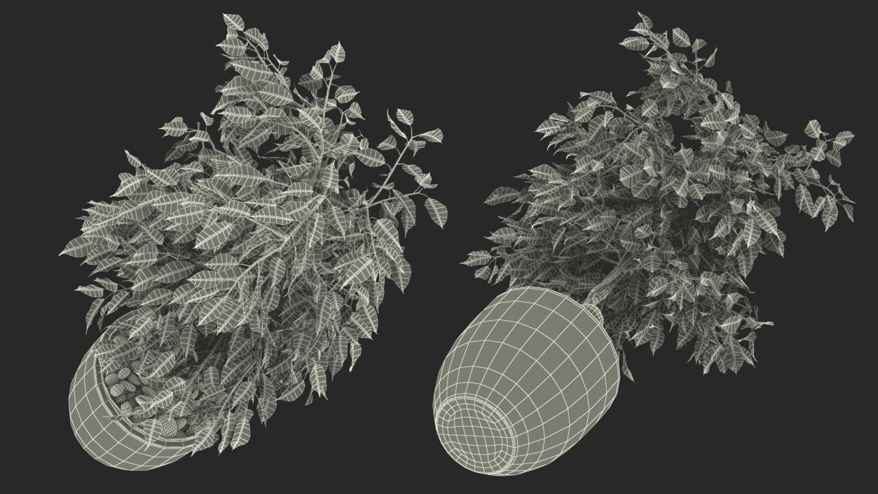 Ficus Benjamina Weeping Fig in Pot 3D model