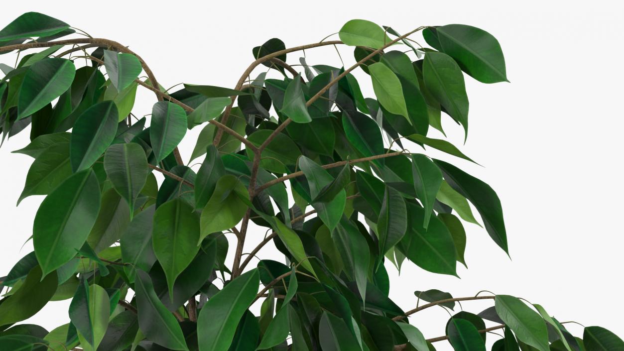 Ficus Benjamina Weeping Fig in Pot 3D model