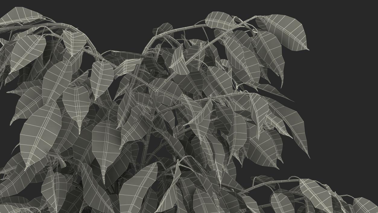 Ficus Benjamina Weeping Fig in Pot 3D model