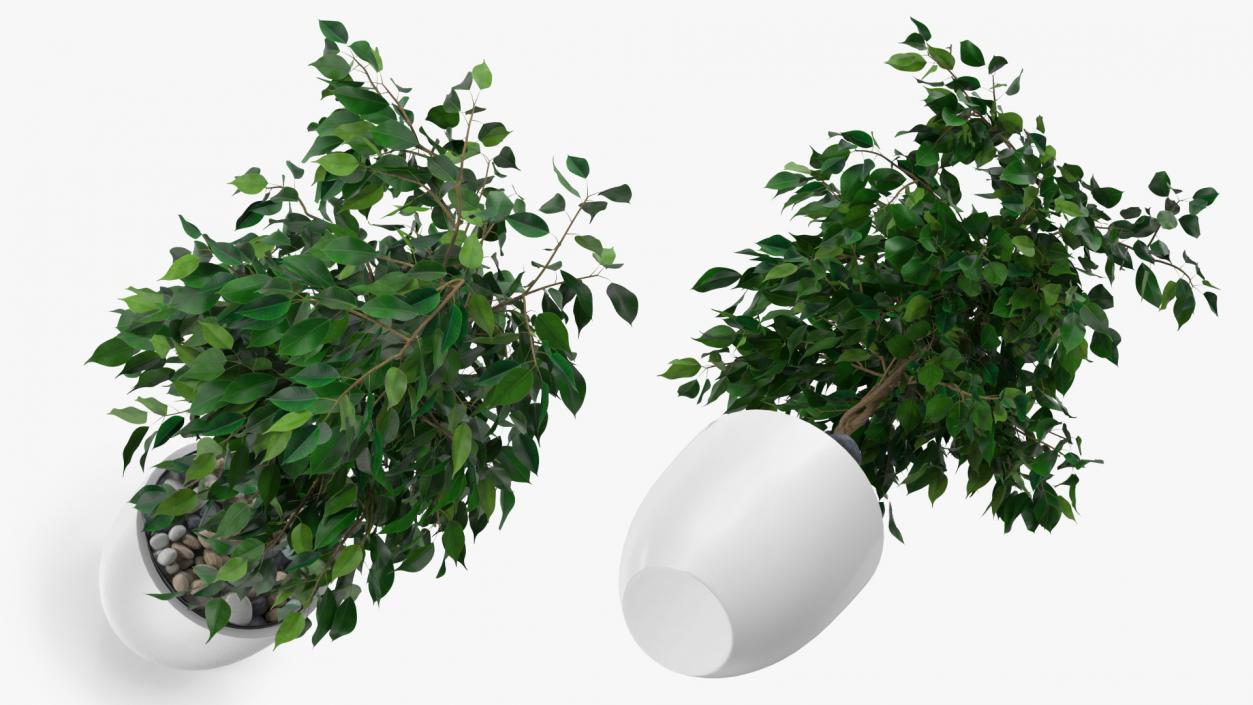 Ficus Benjamina Weeping Fig in Pot 3D model