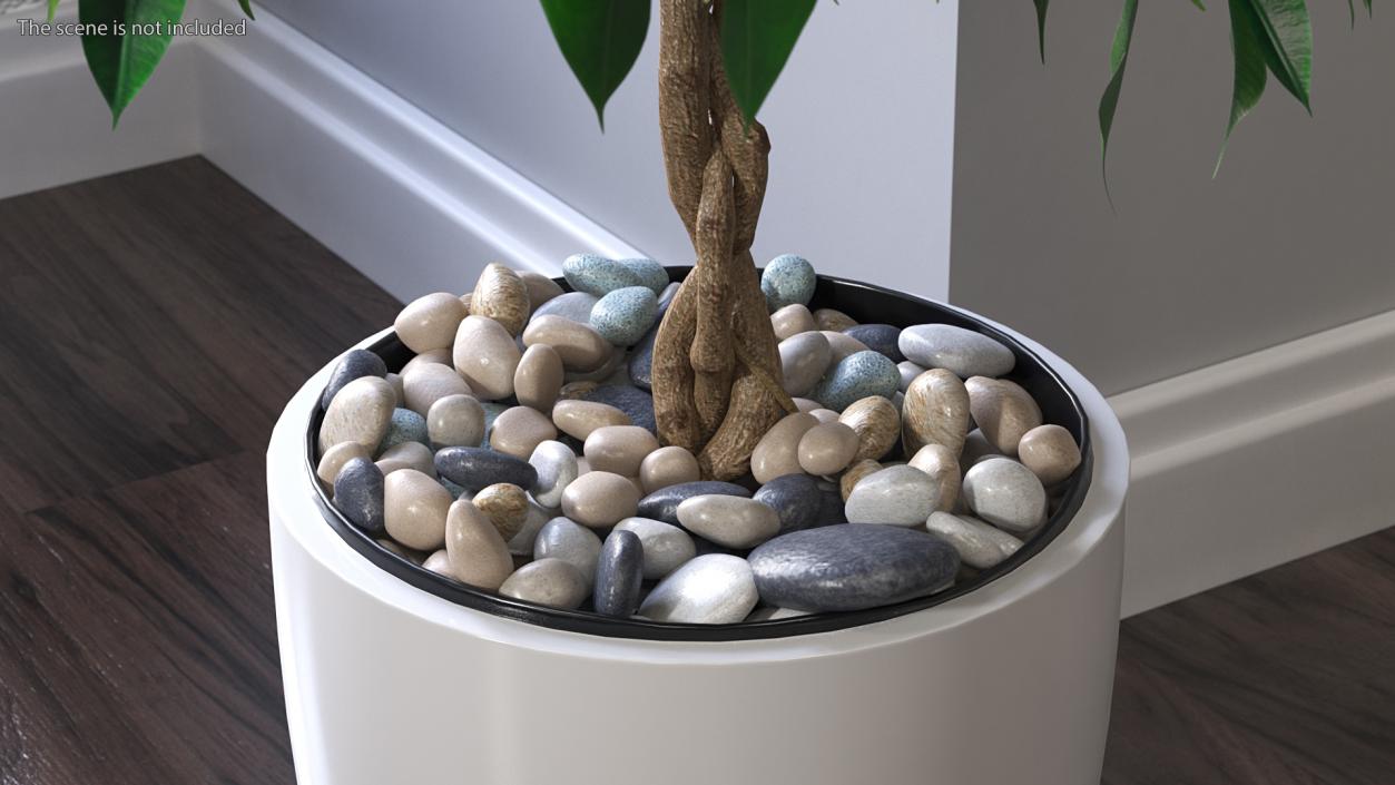 Ficus Benjamina Weeping Fig in Pot 3D model