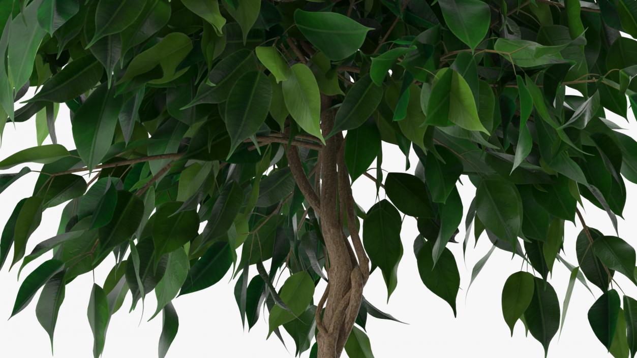 Ficus Benjamina Weeping Fig in Pot 3D model