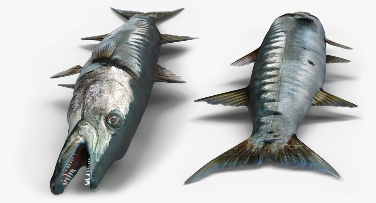 3D Barracuda Fish Lying on the Floor model