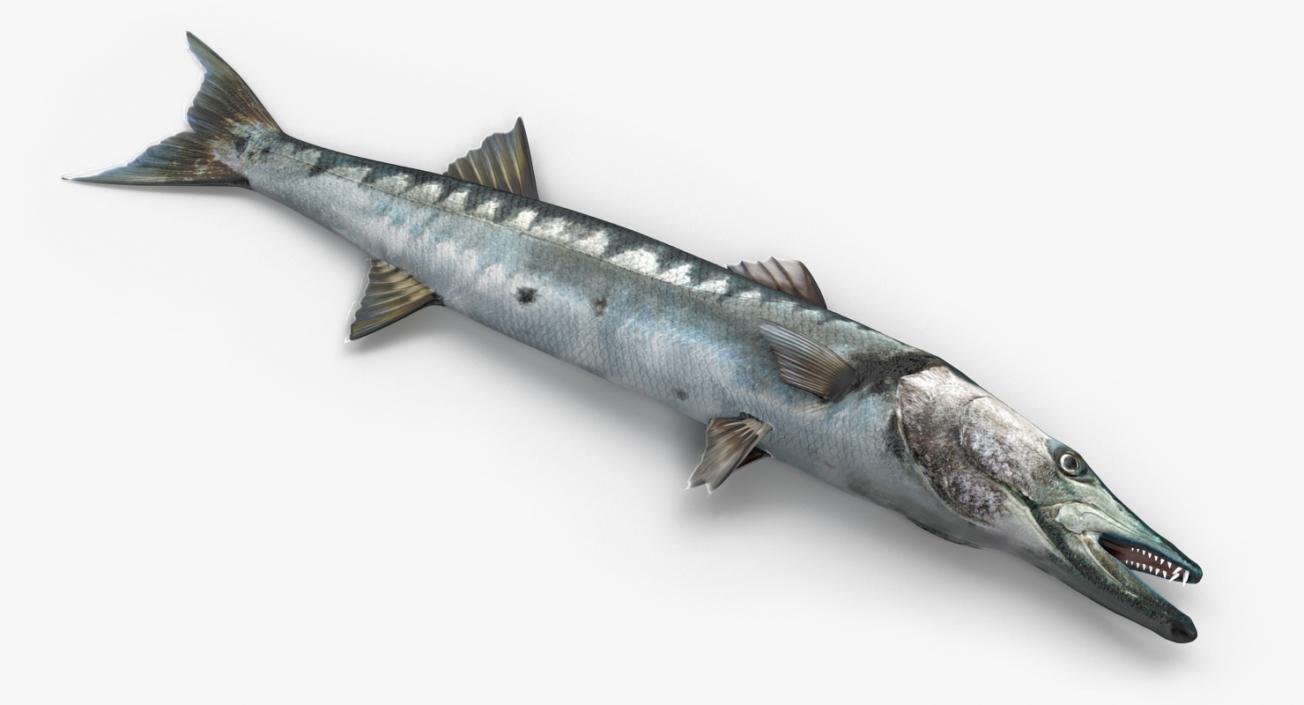 3D Barracuda Fish Lying on the Floor model