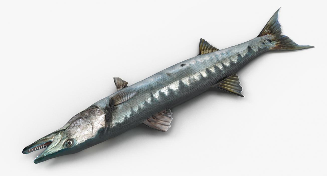 3D Barracuda Fish Lying on the Floor model