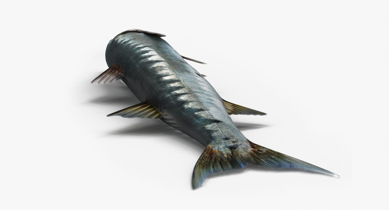 3D Barracuda Fish Lying on the Floor model