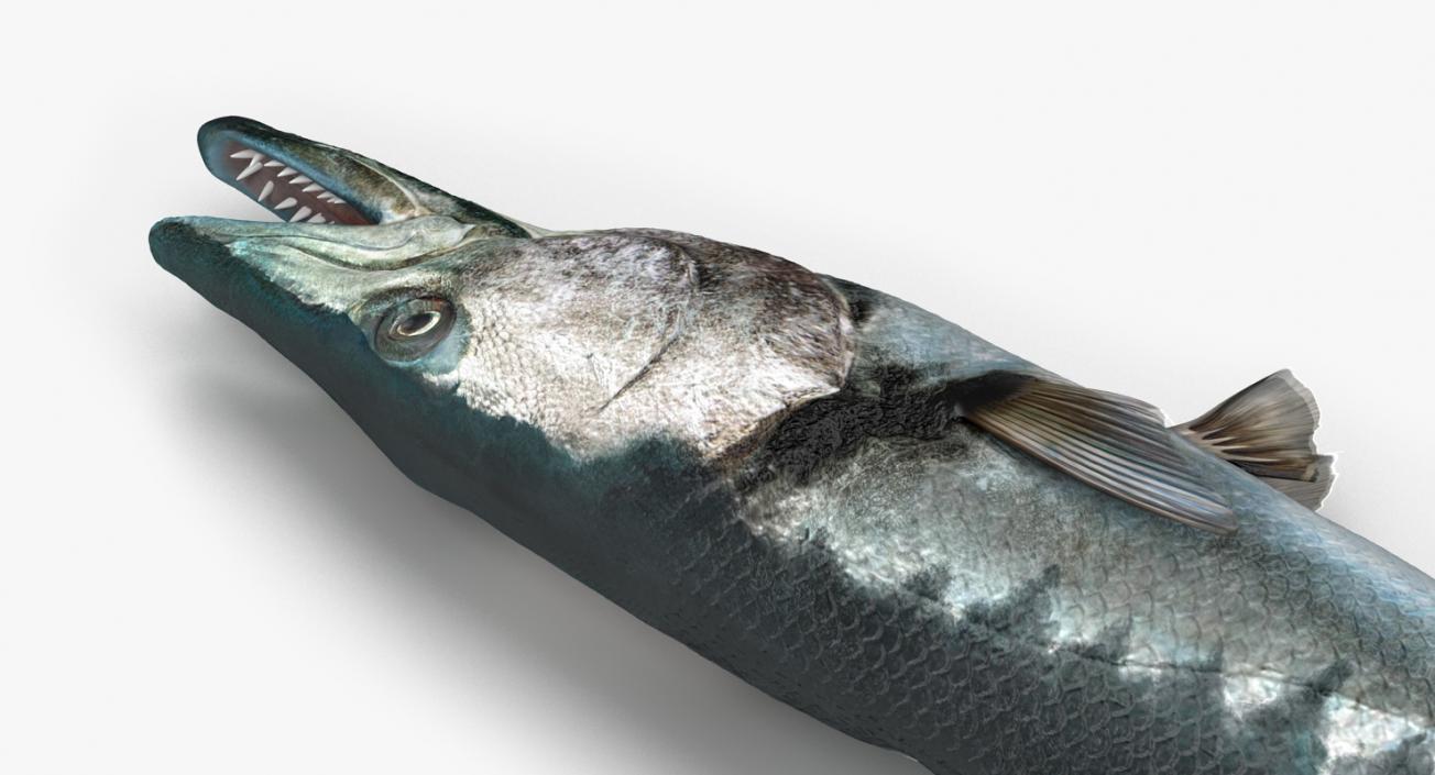 3D Barracuda Fish Lying on the Floor model