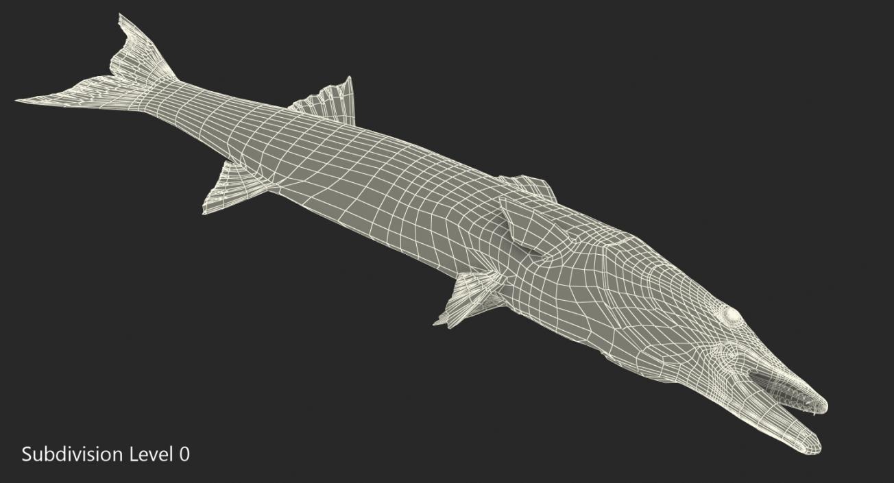 3D Barracuda Fish Lying on the Floor model