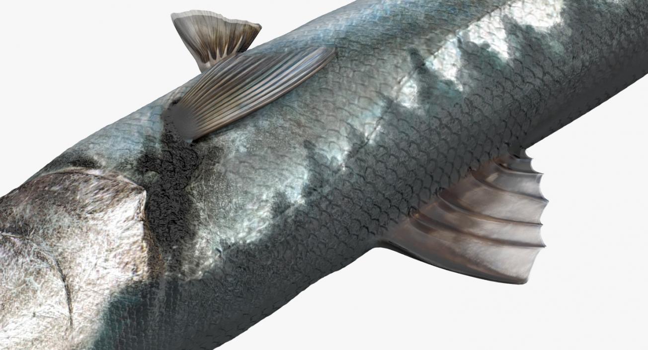 3D Barracuda Fish Lying on the Floor model