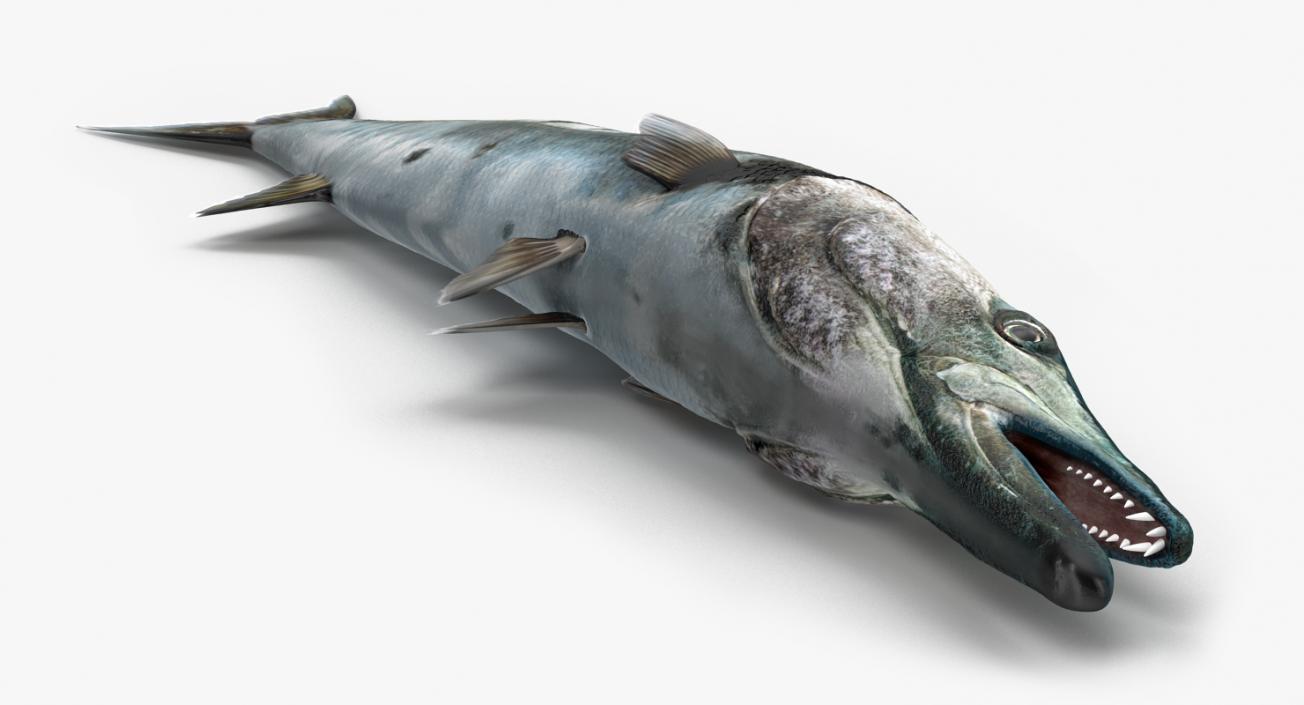 3D Barracuda Fish Lying on the Floor model