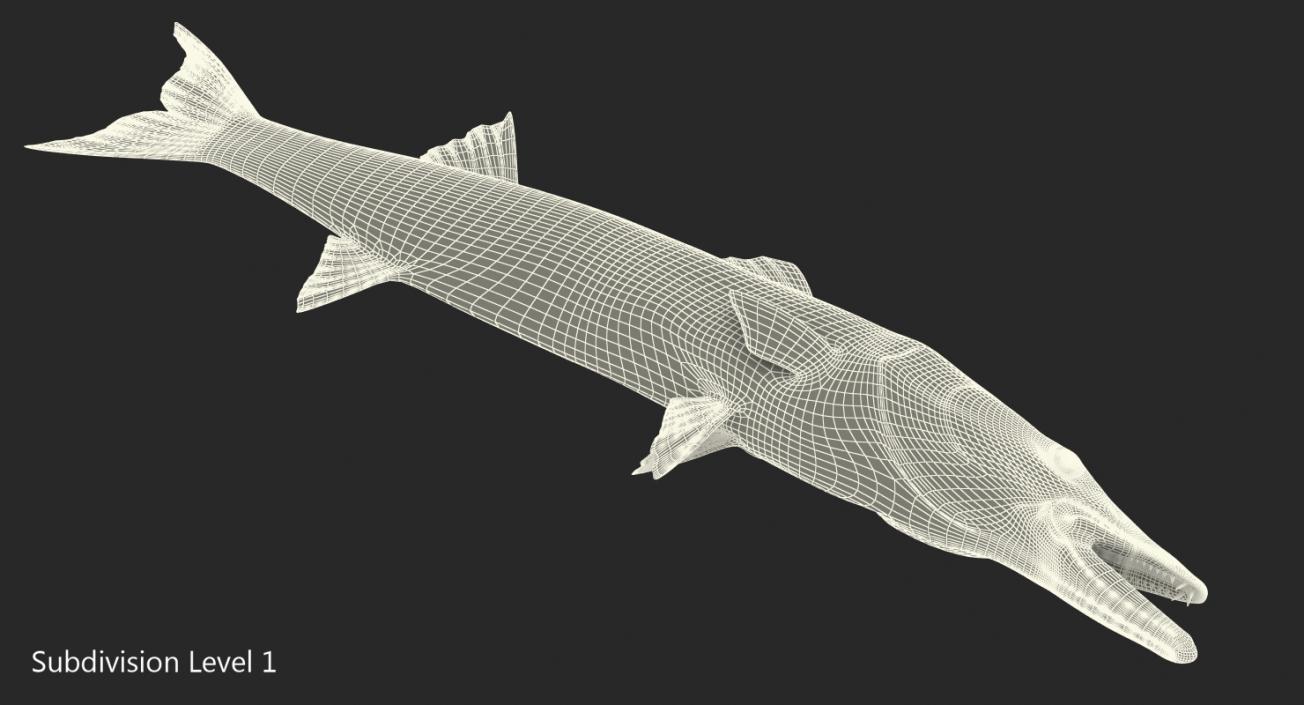 3D Barracuda Fish Lying on the Floor model