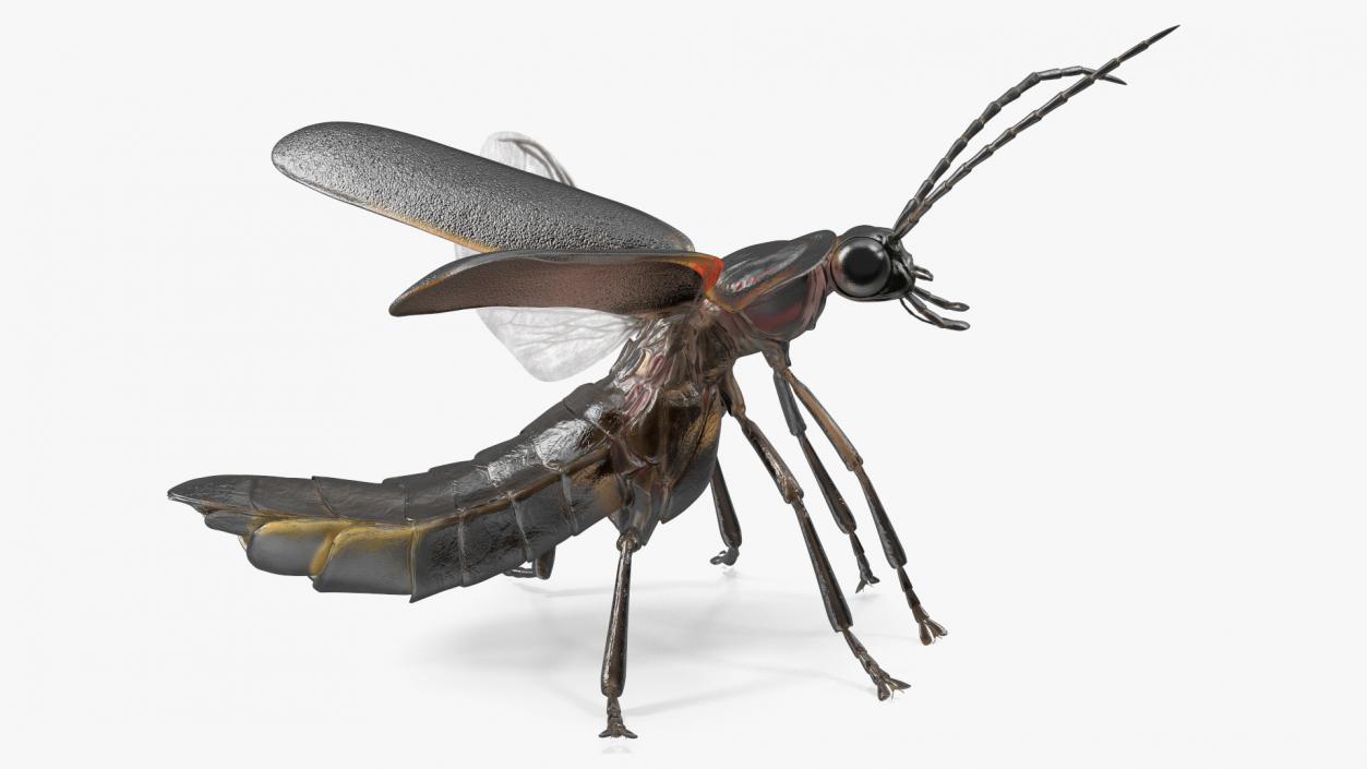 3D model Photinus Pyralis Standing Pose