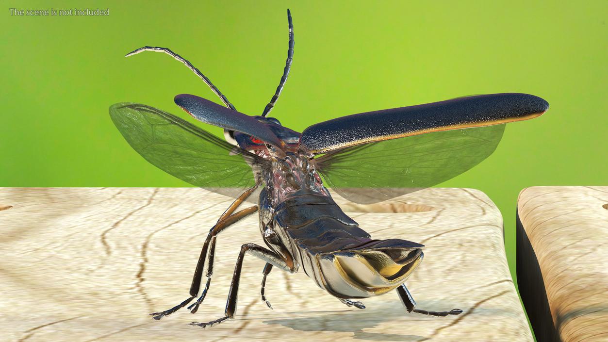 3D model Photinus Pyralis Standing Pose