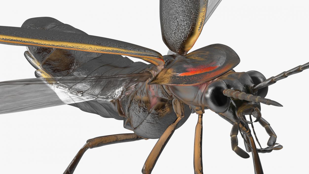 3D model Photinus Pyralis Standing Pose